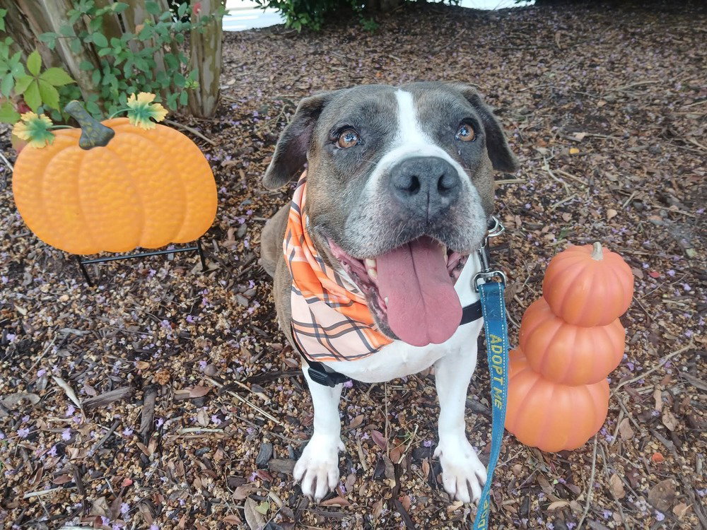 Journey, American Staffordshire Terrier
