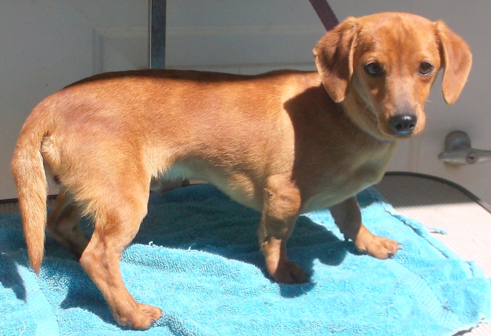 Dog for Adoption Zippy, a Dachshund in Corning, AR Alpha Paw