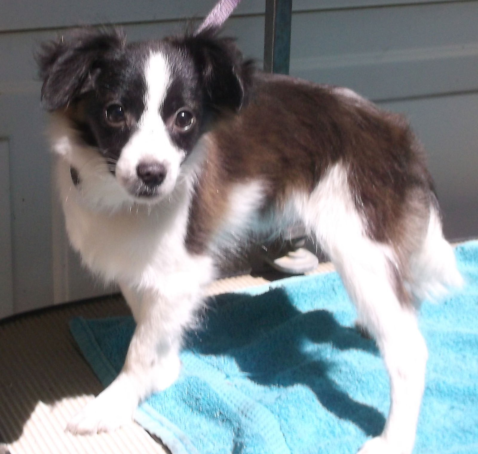 Dog for Adoption Radar, a Papillon in Corning, AR Alpha Paw