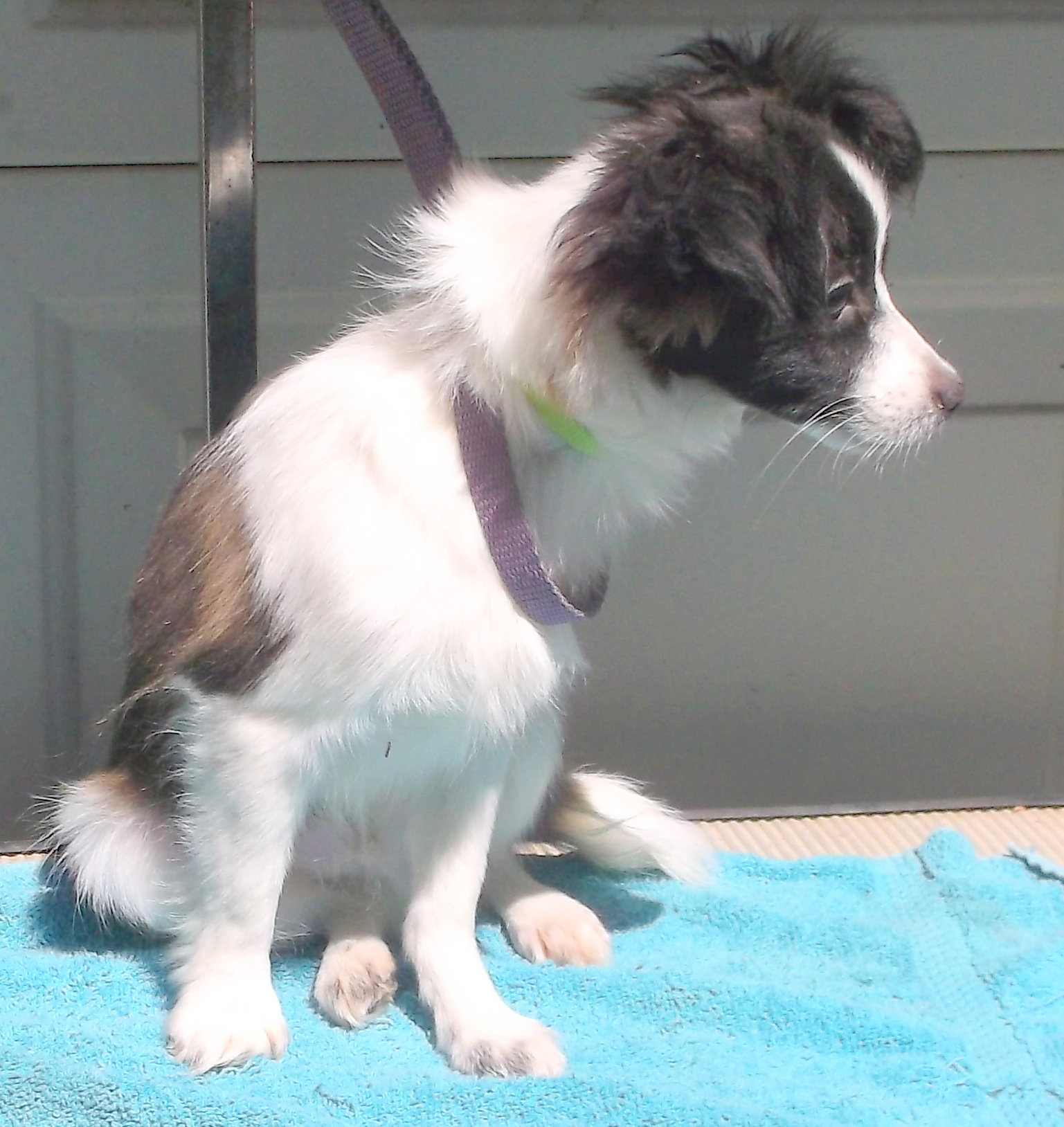 Dog for Adoption Radar, a Papillon in Corning, AR Alpha Paw