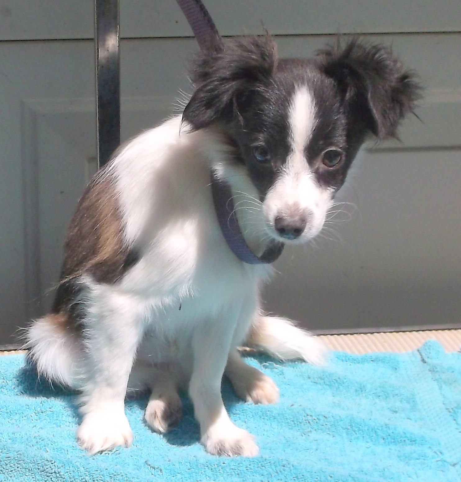 Dog for Adoption Radar, a Papillon in Corning, AR Alpha Paw
