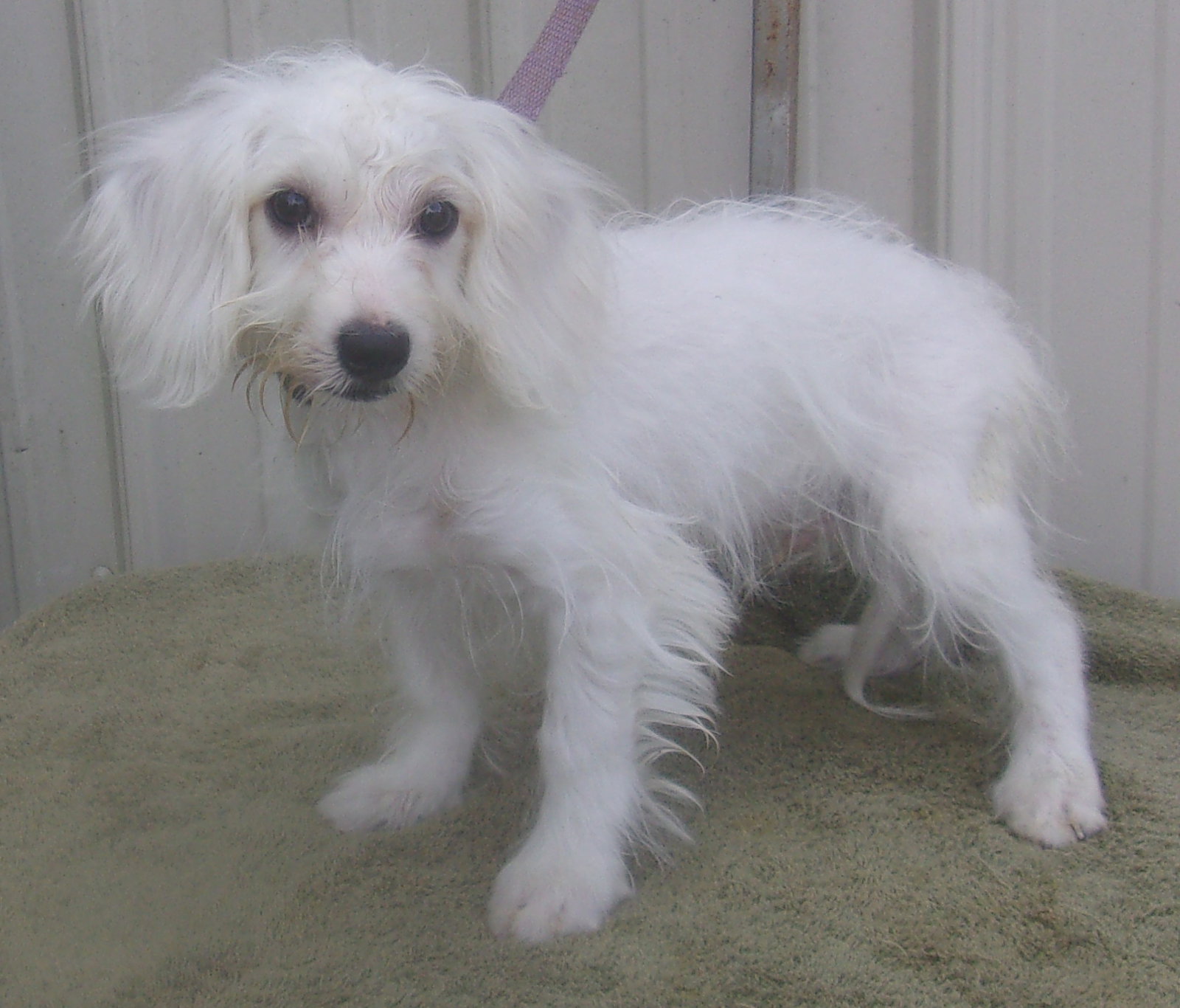 Dog for Adoption Snowball, a Coton de Tulear in Ozark County, MO