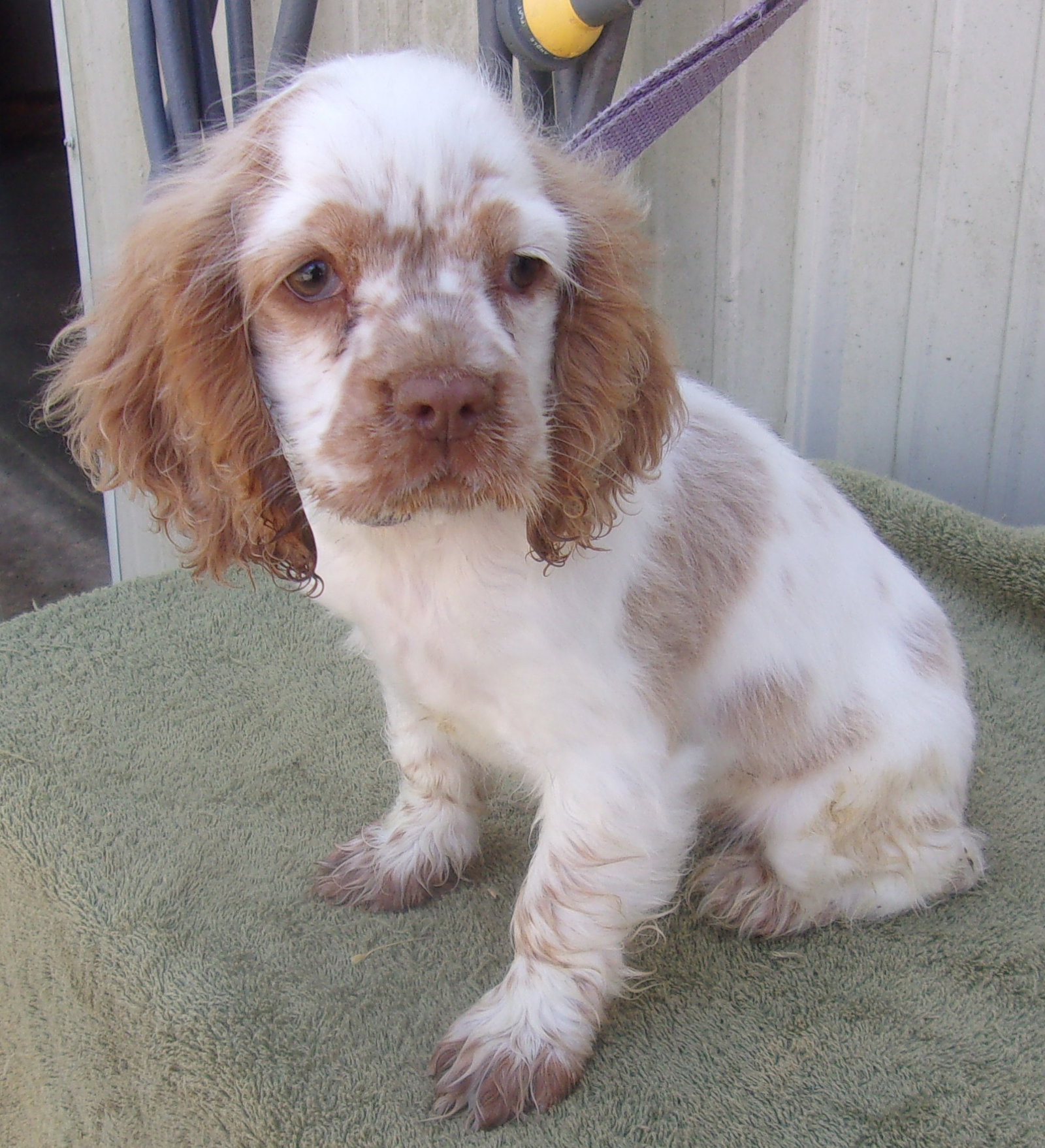 Dog For Adoption Layla A Clumber Spaniel In Ozark County MO Alpha Paw dog-for-adoption-layla-a-clumber-spaniel-in-ozark-county-mo-alpha-paw