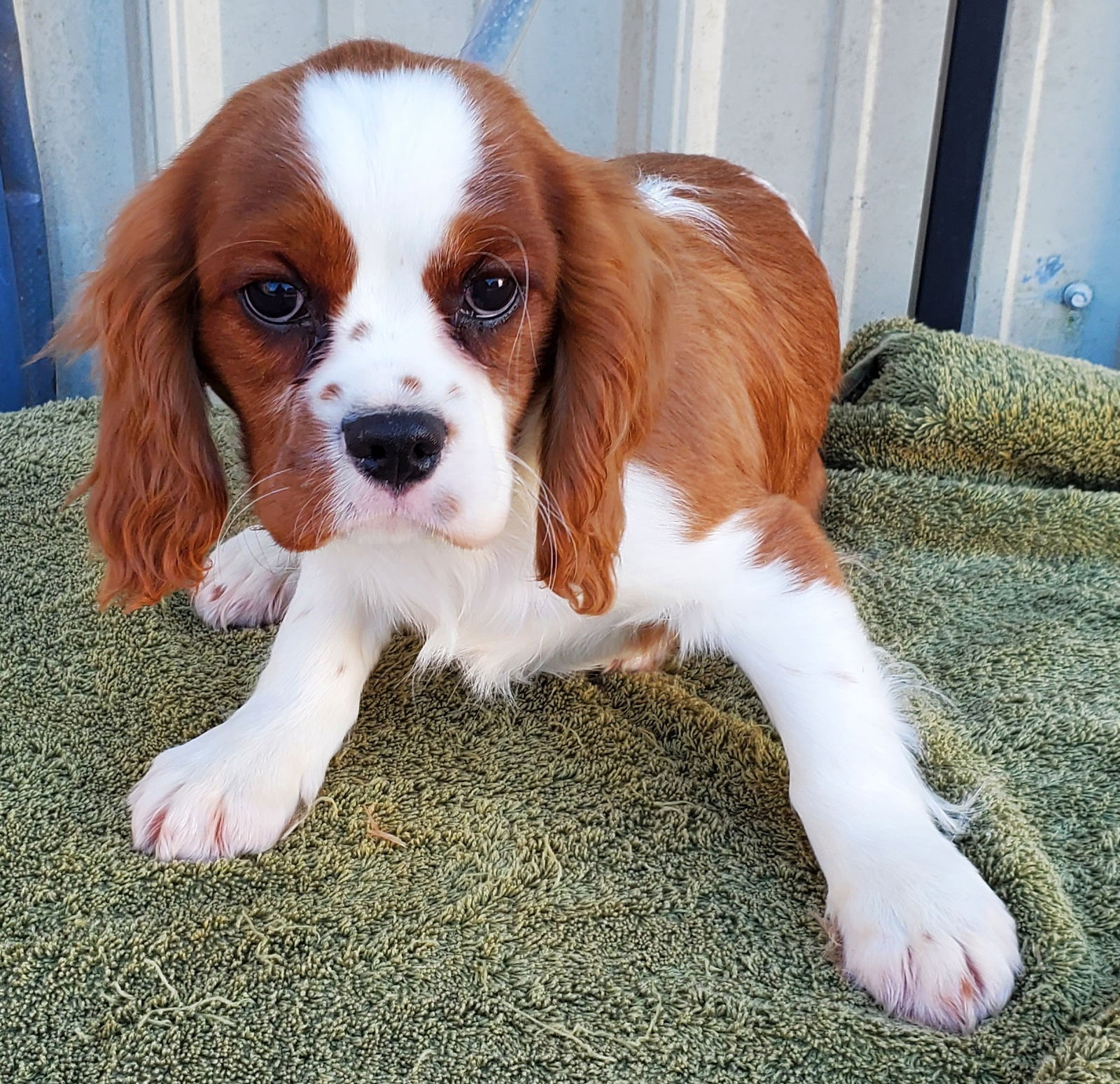 Dog for Adoption - Freckles, a Cavalier King Charles Spaniel in Fulton ...