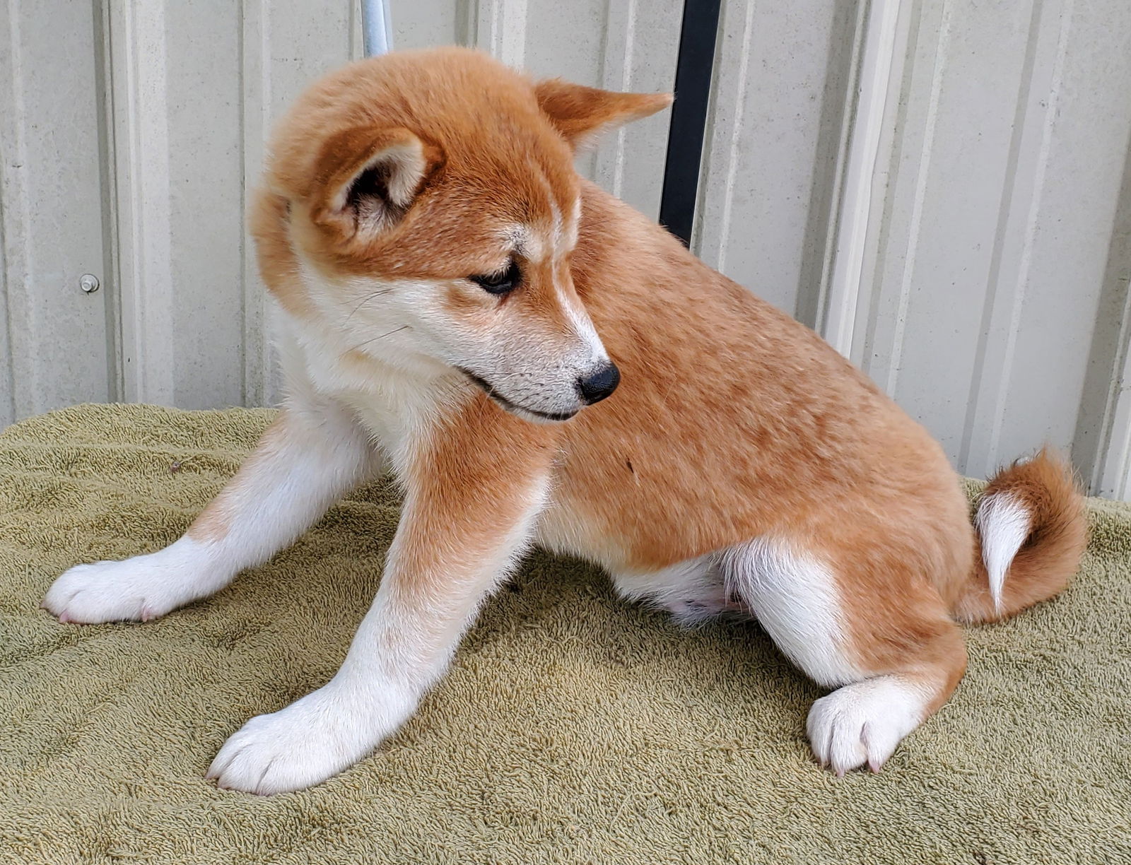 Dog for Adoption - Chai, a Shiba Inu in Thayer, MO | Alpha Paw