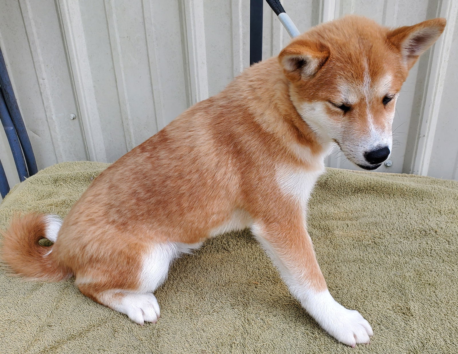 Dog for Adoption - Chai, a Shiba Inu in Thayer, MO | Alpha Paw