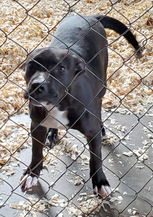 DESTINY - Labrador Retriever available for adoption