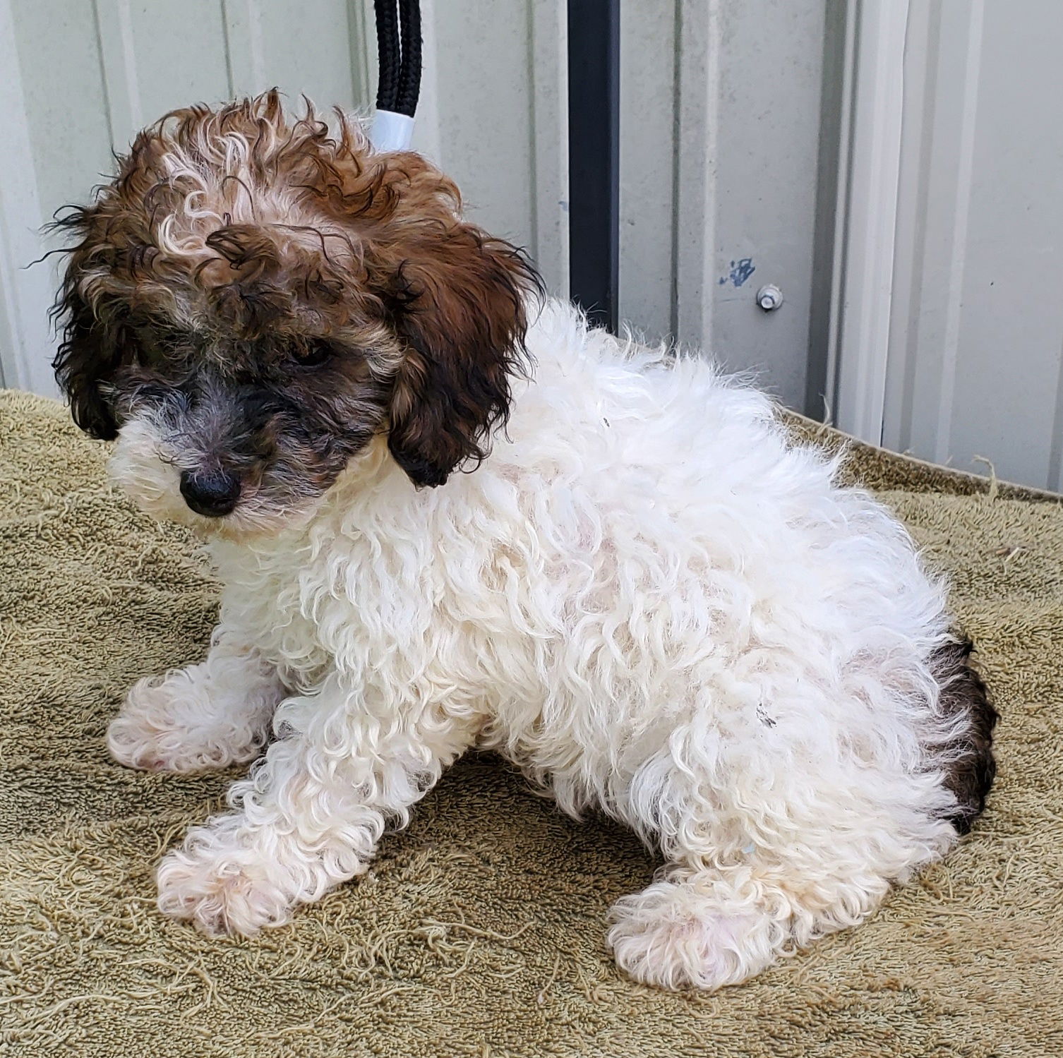 adoptable Dog in Mountain View, MO named Murphy