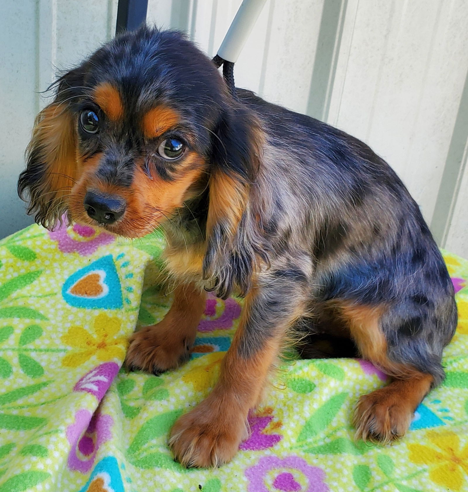 adoptable Dog in Mountain View, MO named Beau