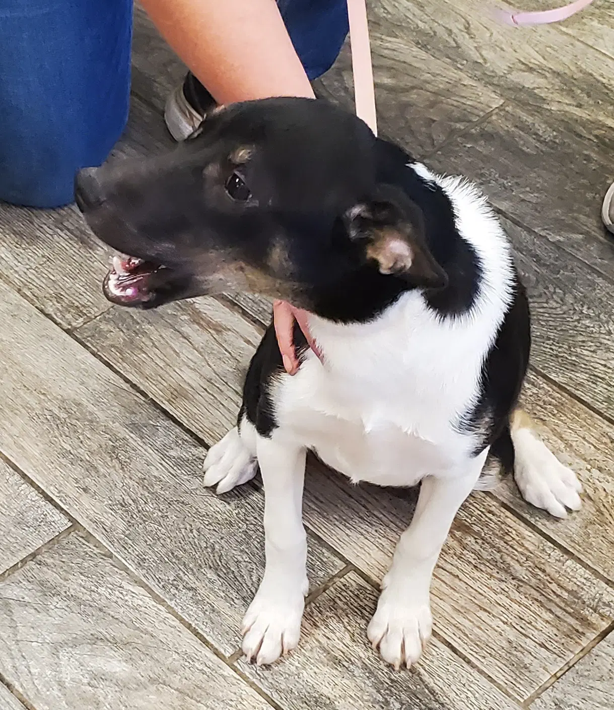 Xena - Terrier