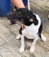 adoptable Dog in  named Xena