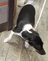 Xena - Photo 4