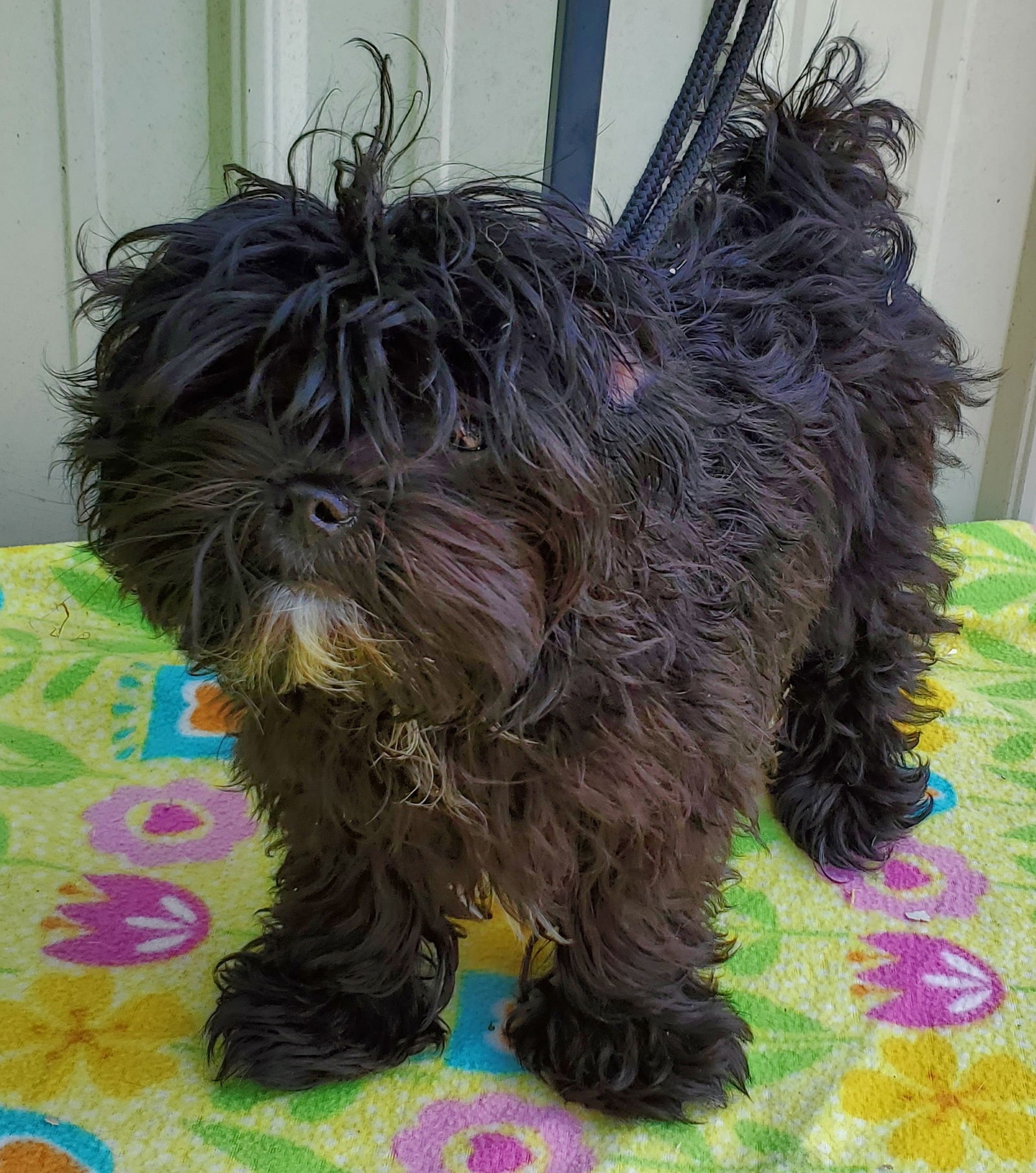 adoptable Dog in Mountain View, MO named Sable