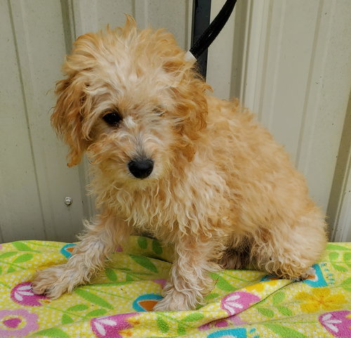 picture of the dog needing adoption