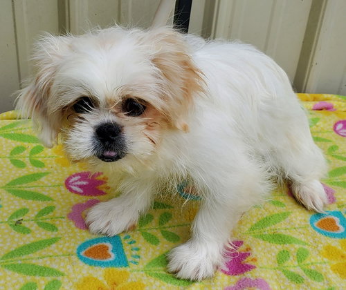 APOLLO - Pekingese available for adoption