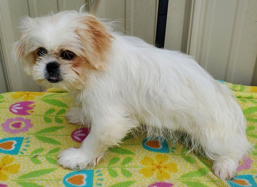 APOLLO - Pekingese available for adoption