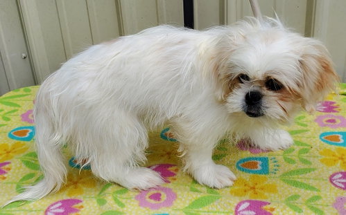 Photo of Apollo