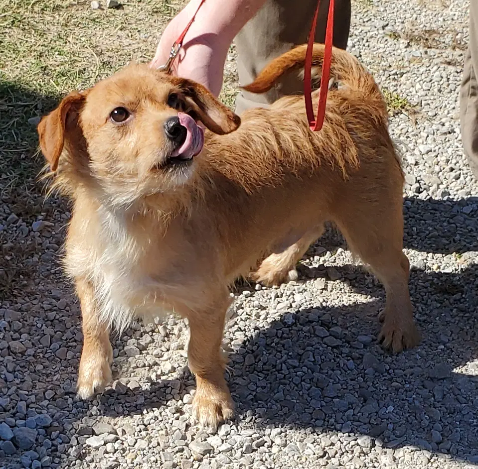 Cooper - Dachshund