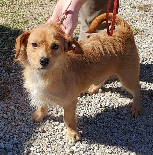 COOPER - Dachshund / Terrier available for adoption