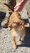 Cooper - Photo 3