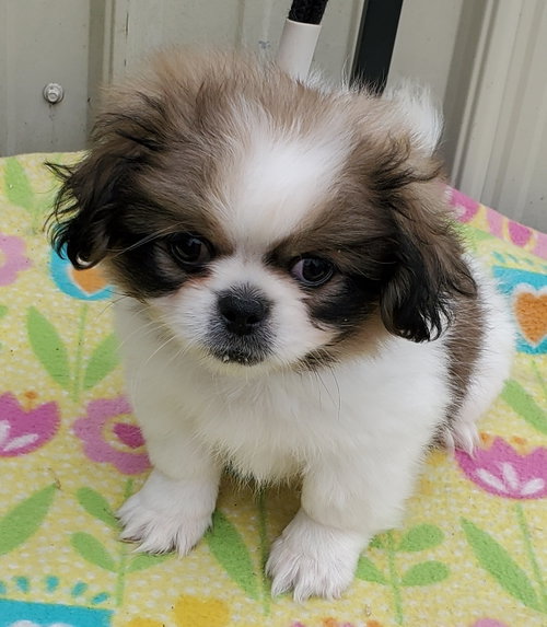 Photo of Biscuit