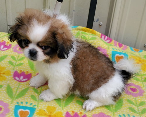 Photo of Biscuit