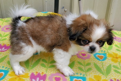 Photo of Biscuit