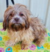 Rolo - Photo 1