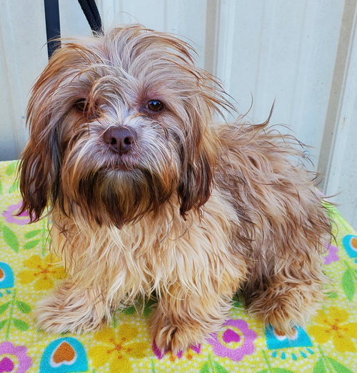 ROLO - Shih Tzu available for adoption