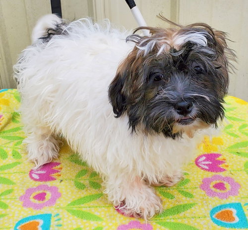 REX - Havanese available for adoption