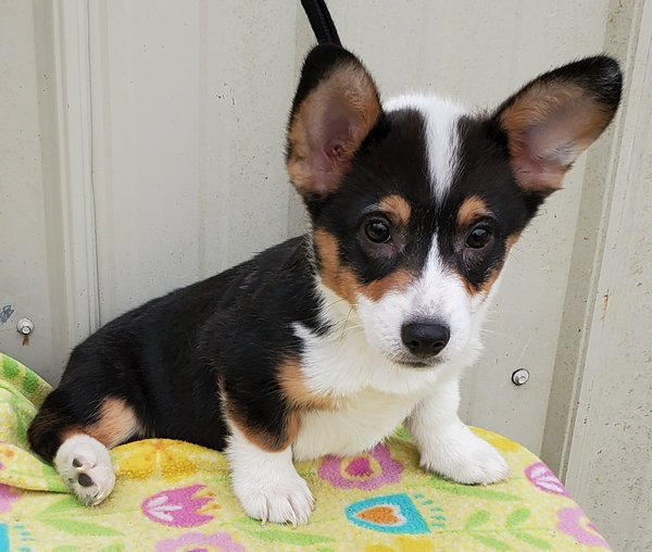 Toby