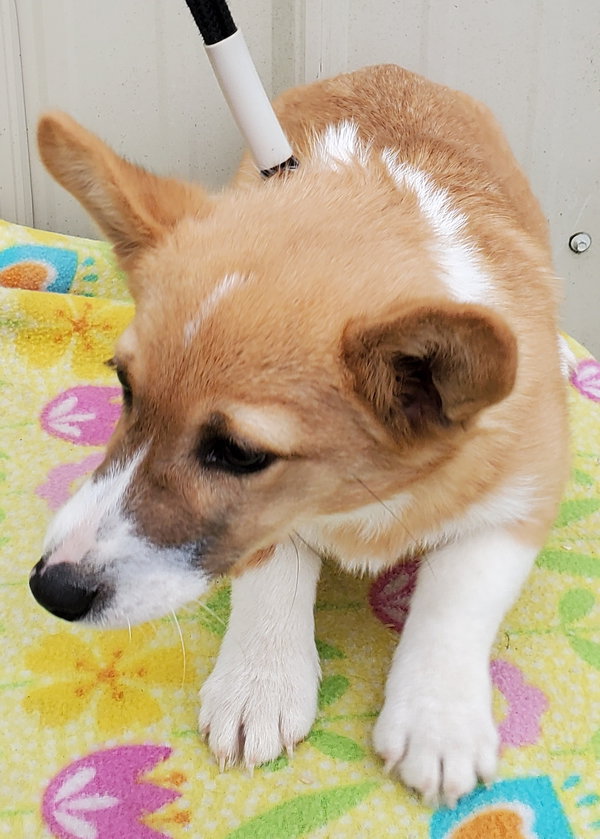 Nova
