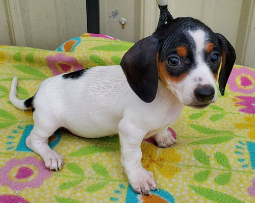 picture of the dog needing adoption