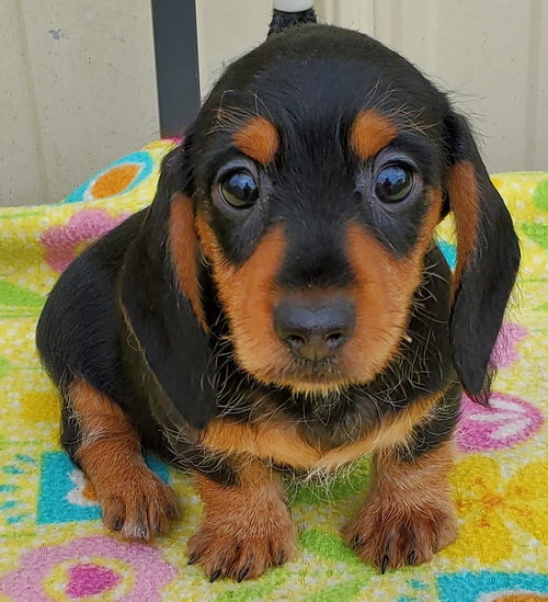 picture of the dog needing adoption
