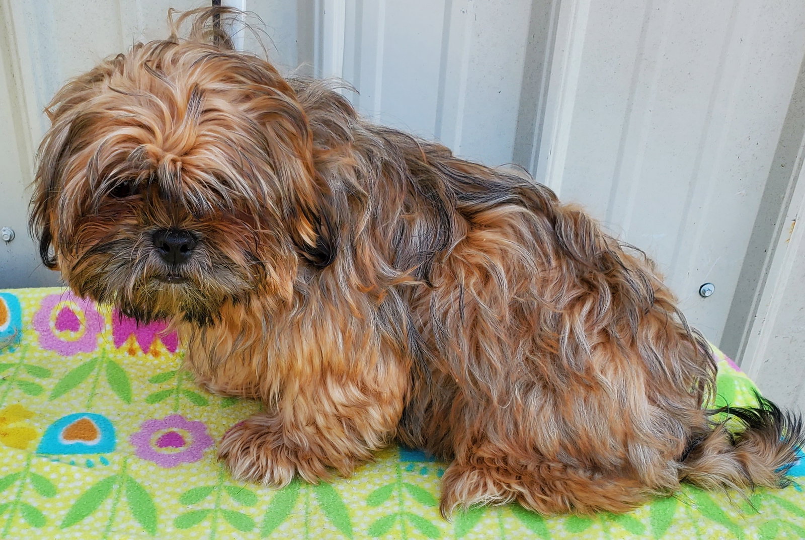 Wookie