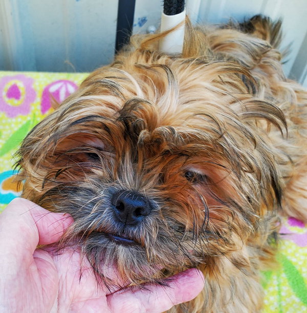 Wookie