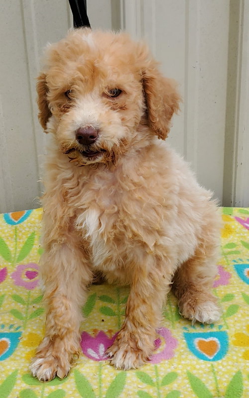 Buddy, an adoptable Golden Retriever in Mountain View, MO