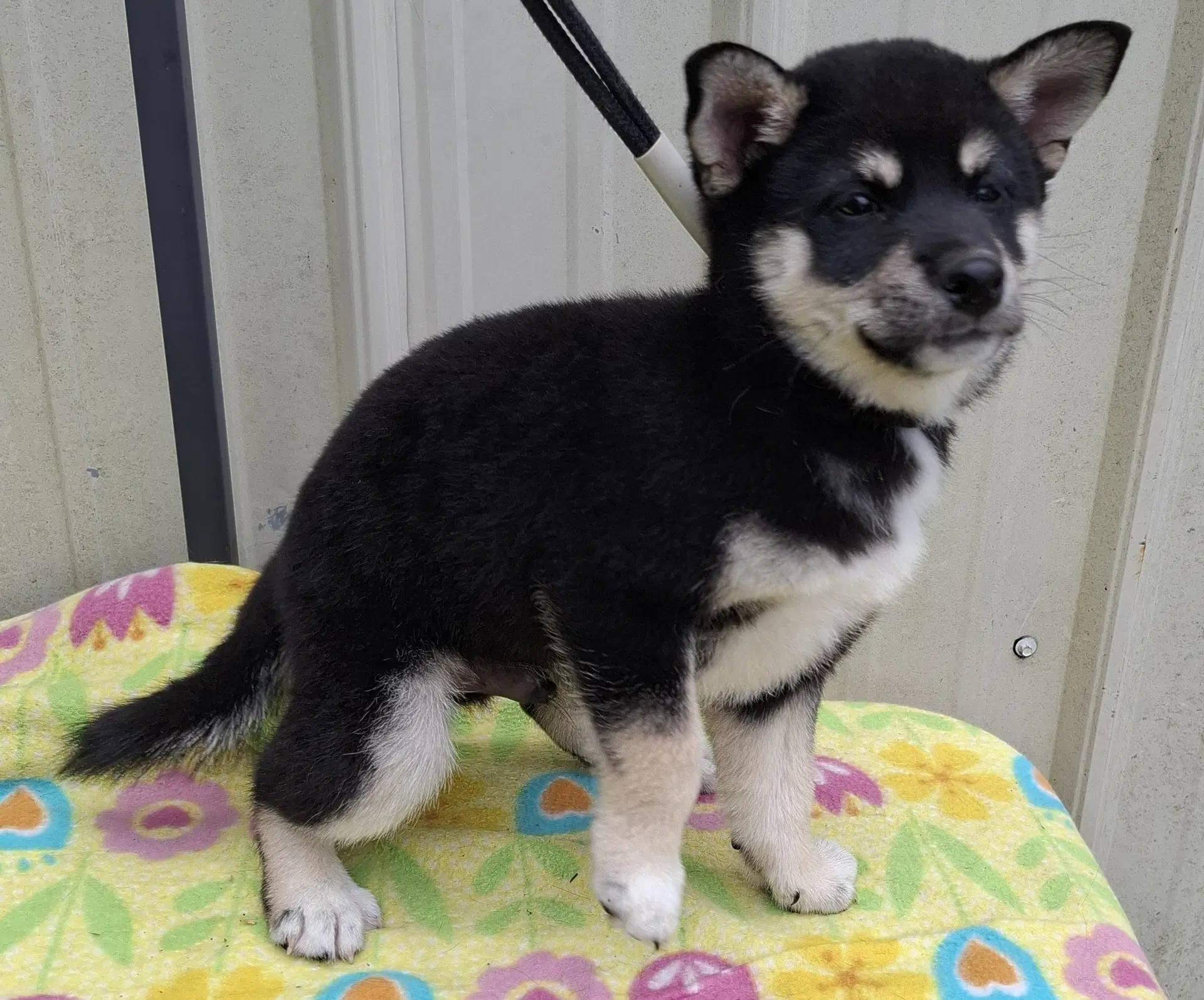 Loki - Shiba Inu