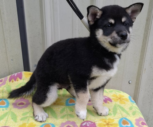 picture of the dog needing adoption