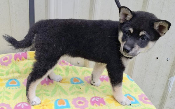 Loki