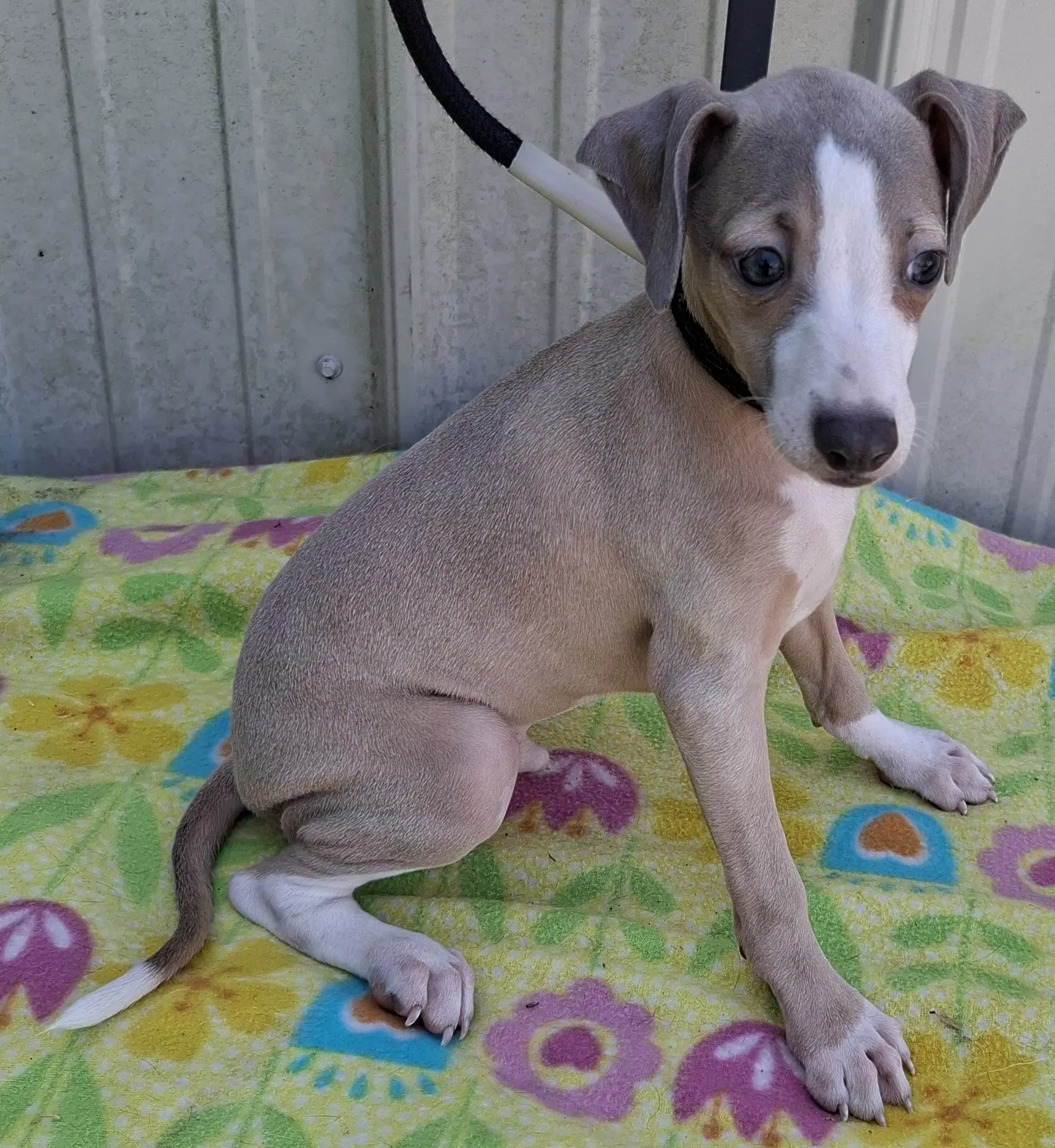 Flash - Italian Greyhound