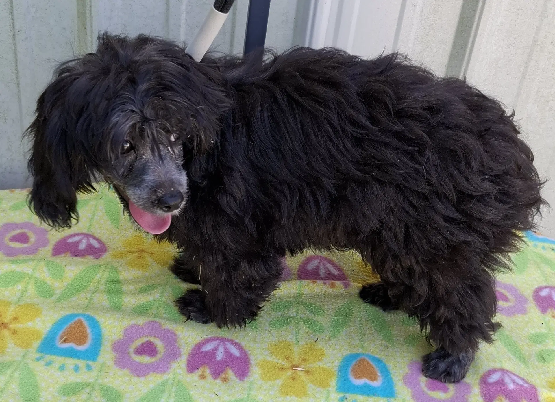 Onyx - Maltese