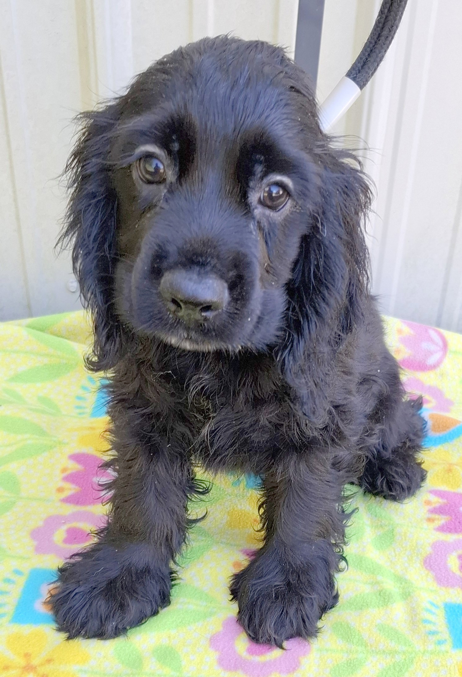 Rebel, Cocker Spaniel