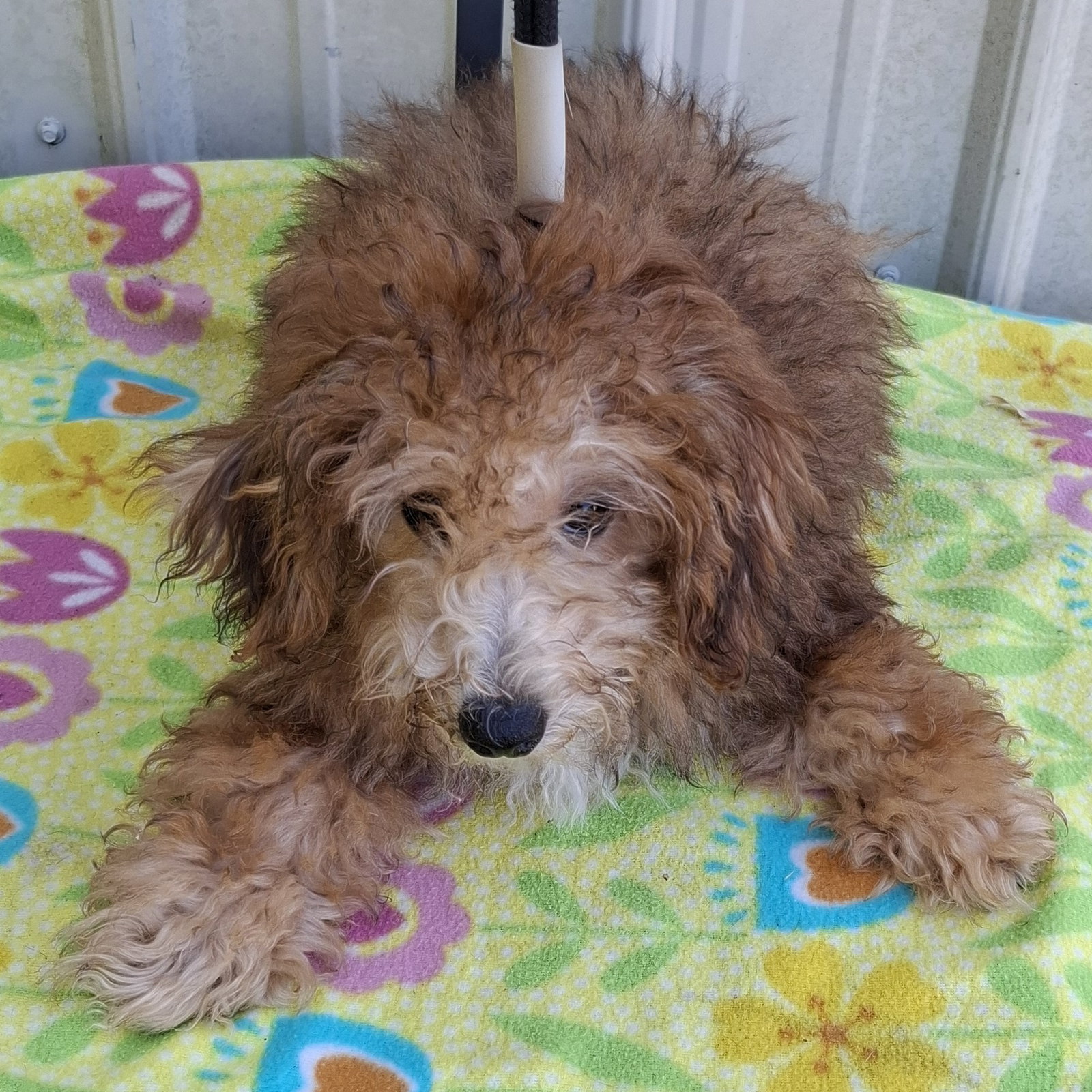 Rusty, Poodle (Toy)