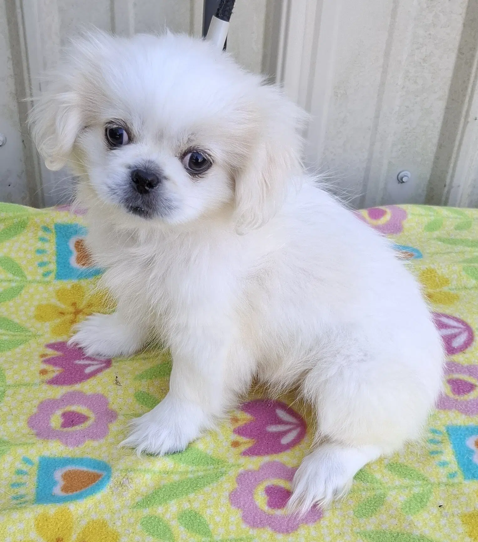 Sugar - Pekingese