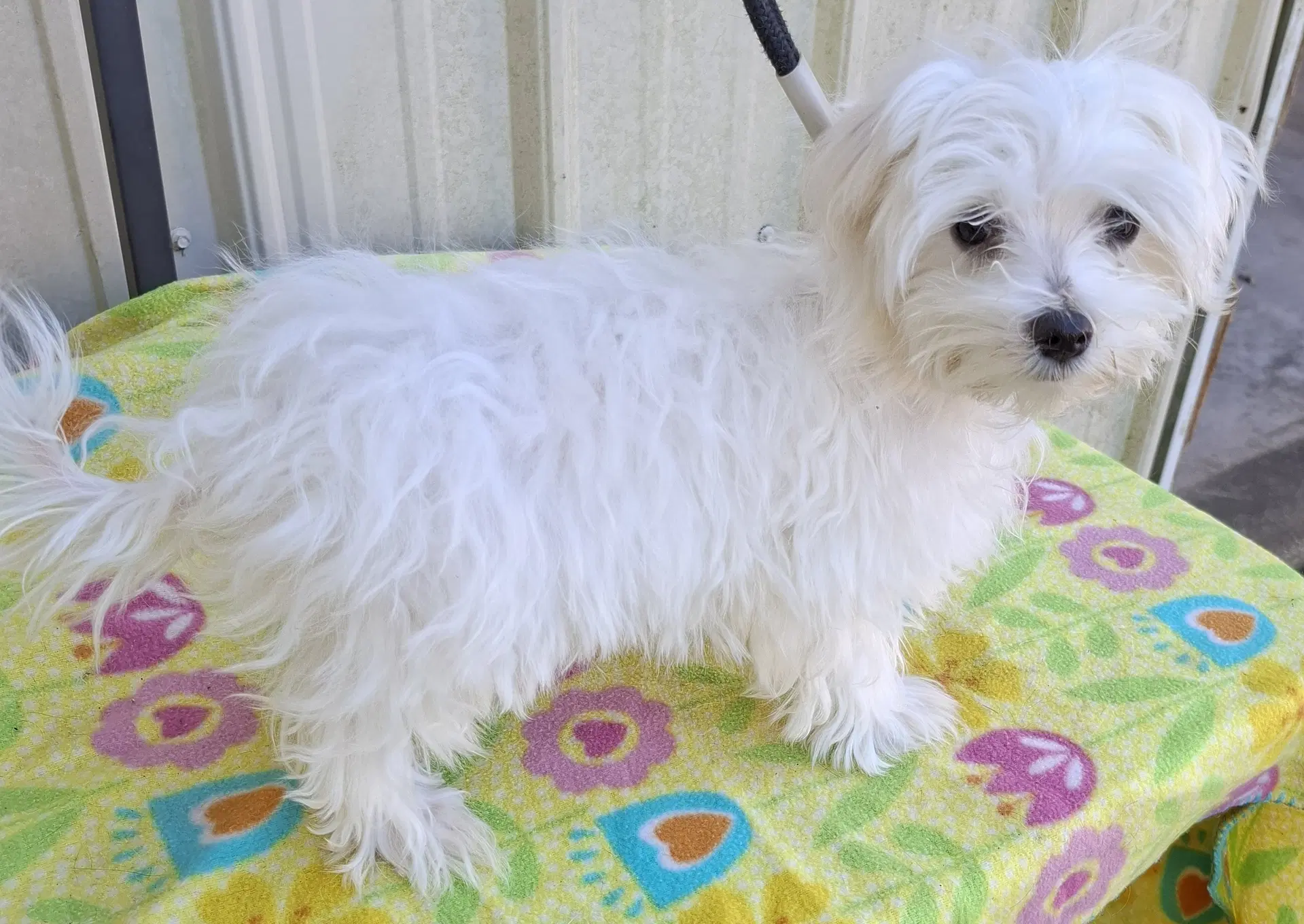 Cloud - Maltese
