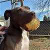 adoptable Dog in blairsville, GA named Xenia