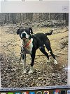 adoptable Dog in blairsville, GA named Benton