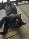 adoptable Cat in blairsville, GA named Jupiter