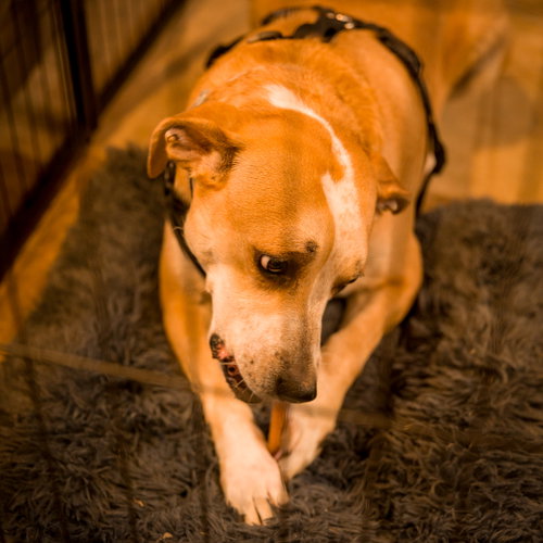 picture of the dog needing adoption